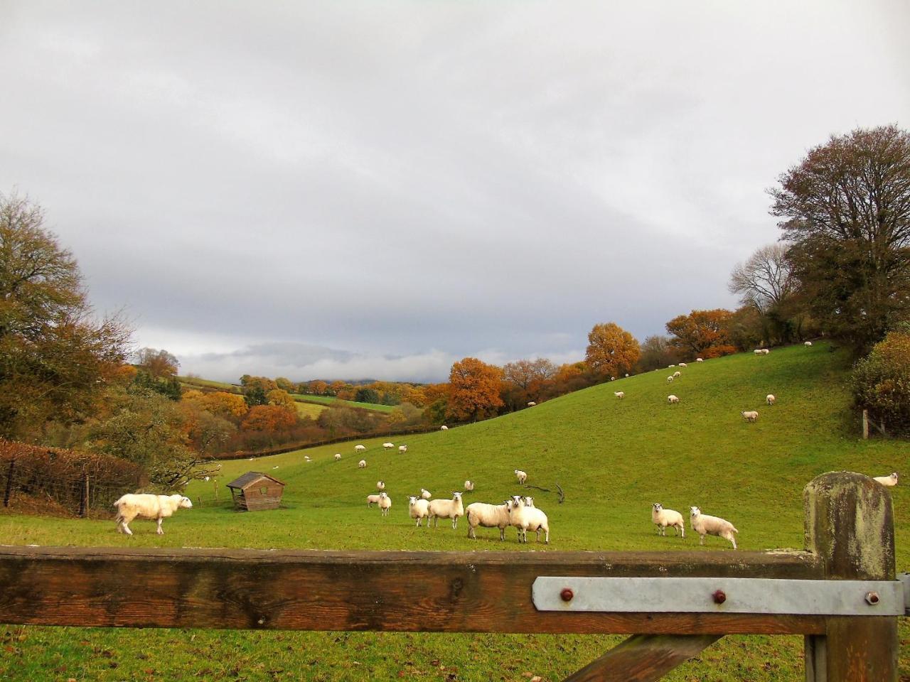 Pwllgwilym B & B Builth Wells Dış mekan fotoğraf